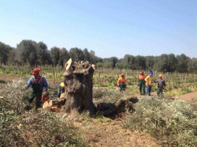 xylella archiviazione inchiesta esperto cnr