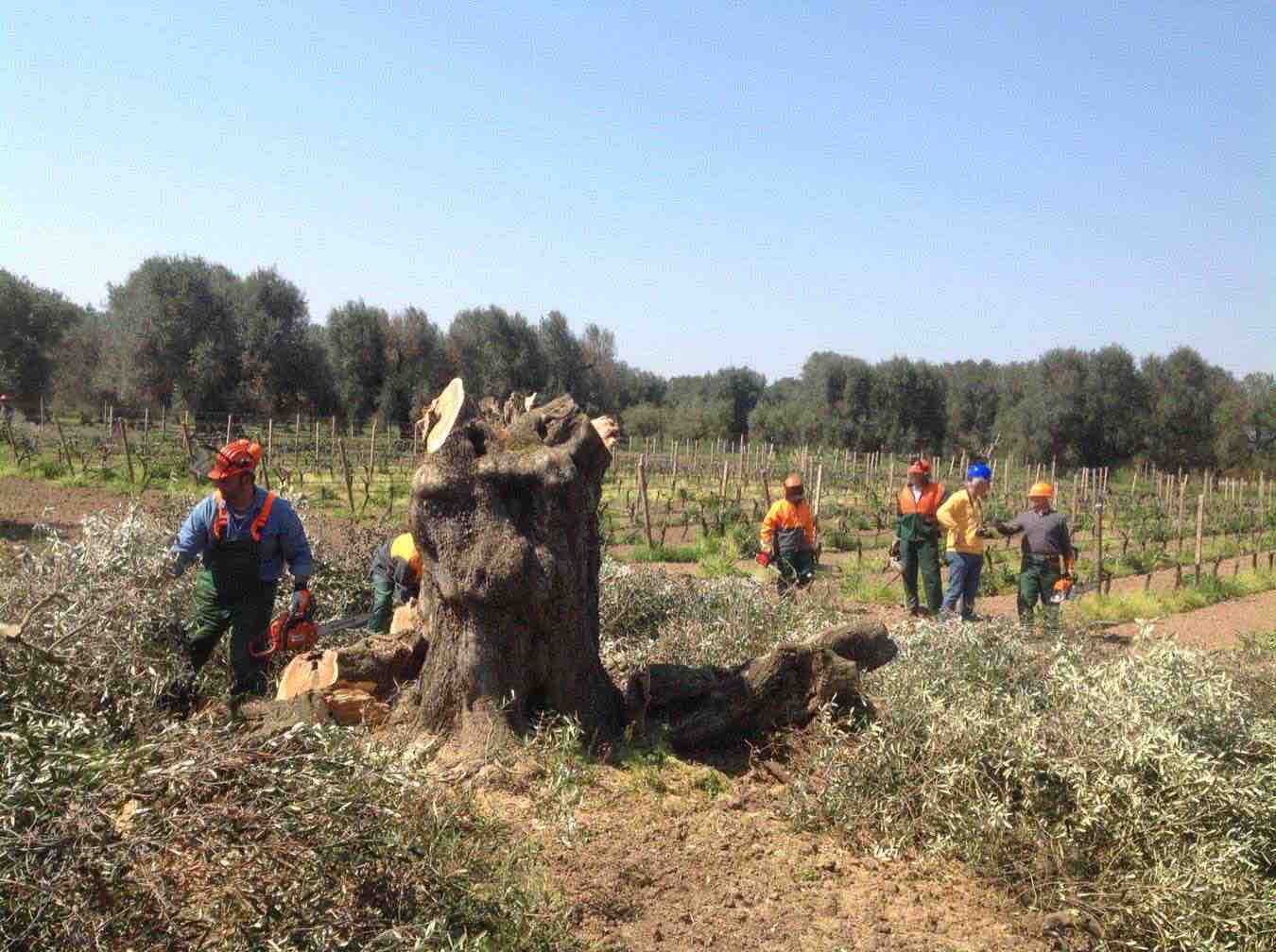 xylella archiviazione inchiesta esperto cnr