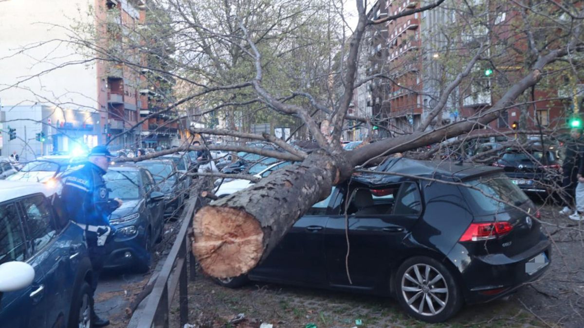 Un albero caduto sulle auto posteggiate in viale Papiniano a Milano, 26 marzo 2026. ANSA/PAOLO SALMOIRAGO