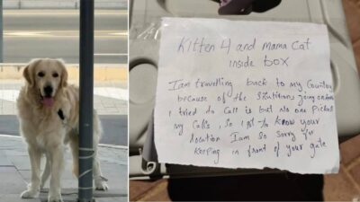 animali abbandonati dubai