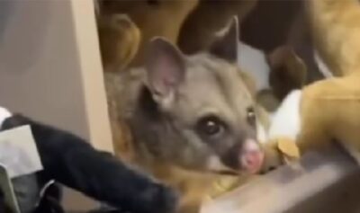 opossum aeroporto australia