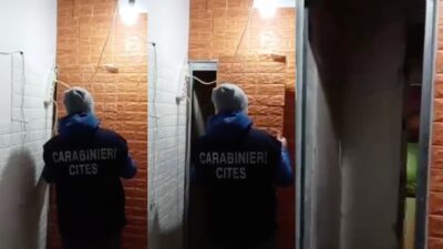 Pitoni e Caimani a Bari