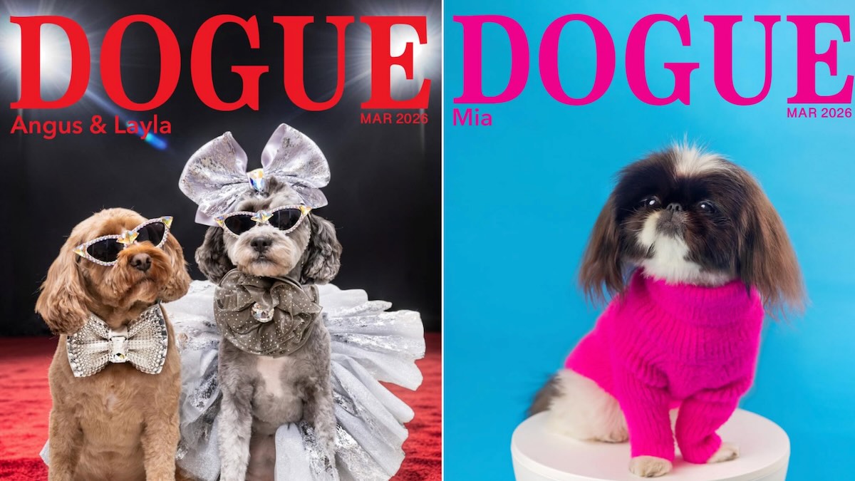vogue-vs-dogue-rivista-moda-cani-tribunale-usa