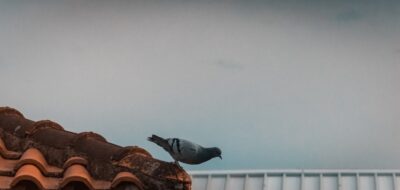 bojon-veneto-uccelli-morti-cielo