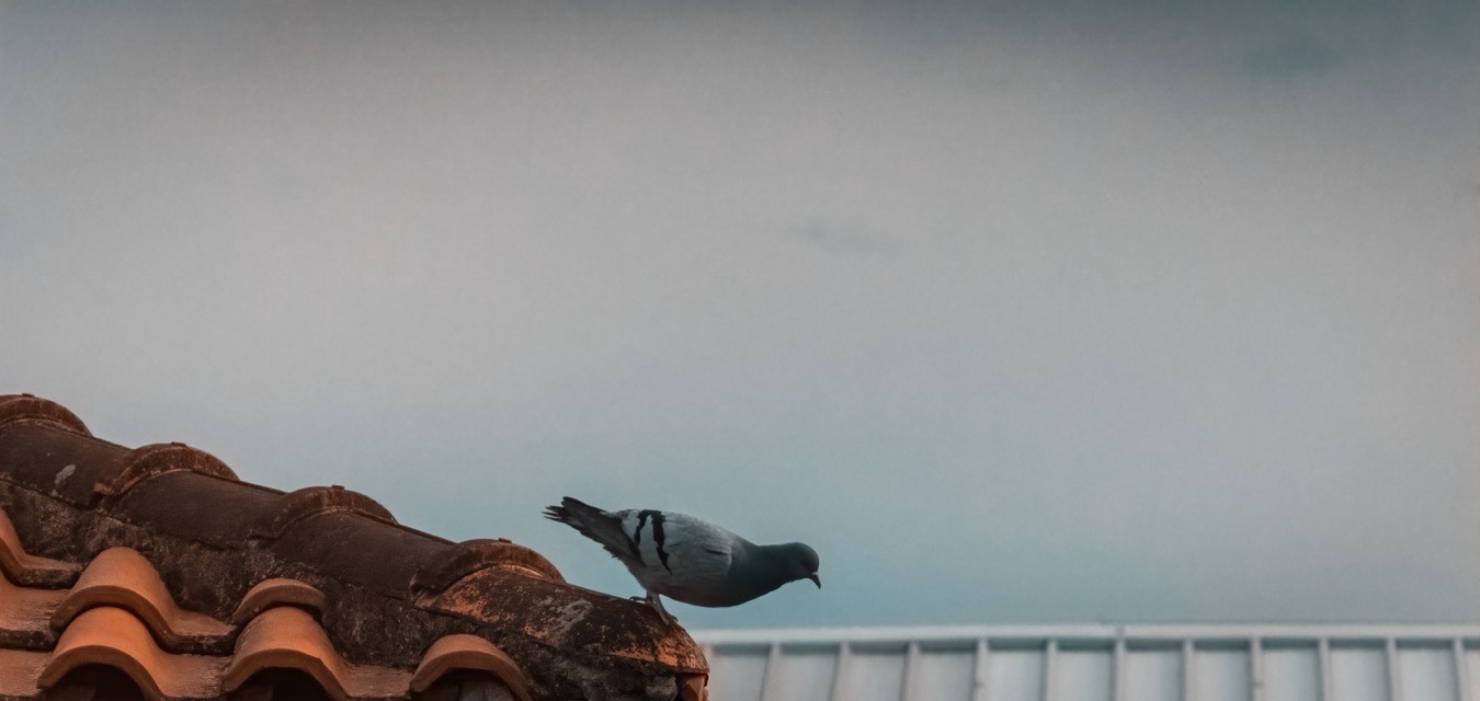 bojon-veneto-uccelli-morti-cielo