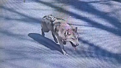 neukgu lupo scappato zoo sudcorea