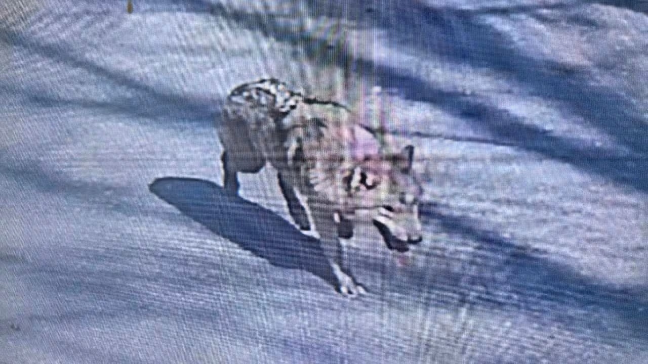 neukgu lupo scappato zoo sudcorea