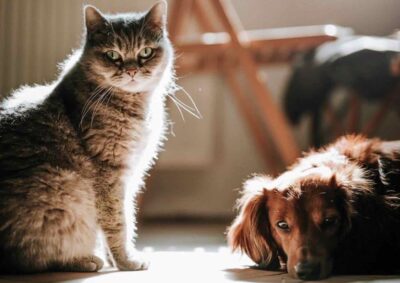 cane gatto truffa