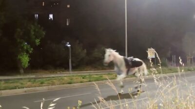 cavalli-fuga-roma-prove-parata-2-giugno-video
