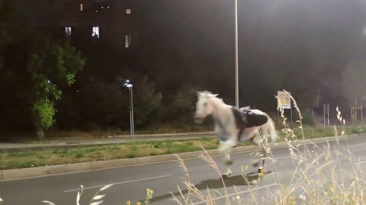 cavalli-fuga-roma-prove-parata-2-giugno-video