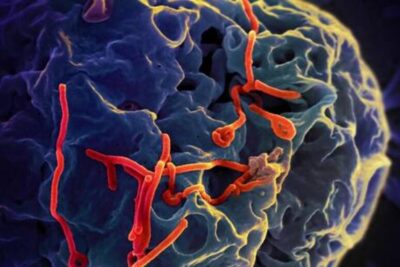 epidemia ebola congo