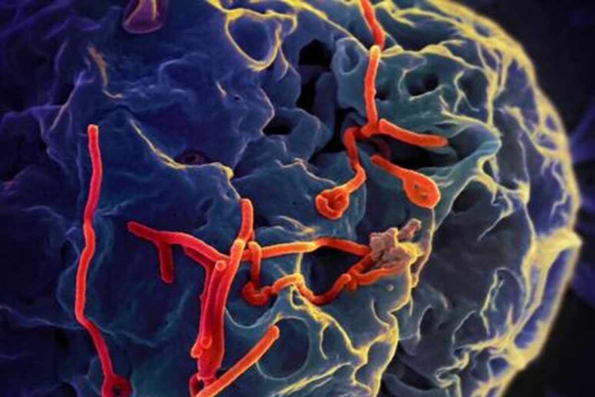 epidemia ebola congo