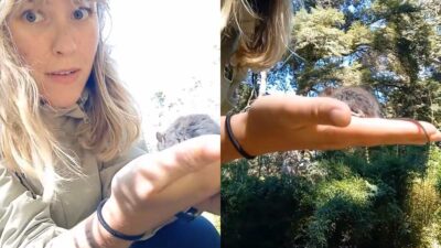 influencer topo hantavirus