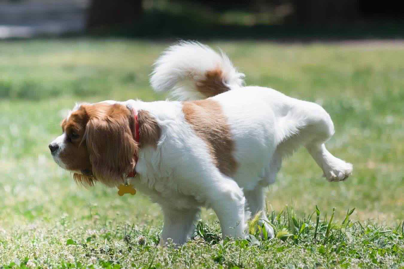 livorno pulizia pipi cani