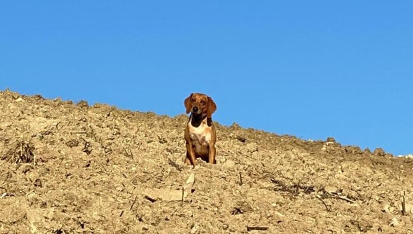 https://static.open.online/wp-content/uploads/2026/05/michele-serra-cane-osso-sbranato-lupi.jpg
