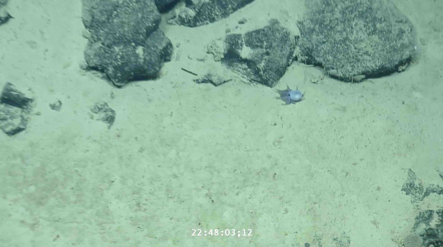 https://static.open.online/wp-content/uploads/2026/05/microeledone-galapagensis-polpo-piccolo-blu-1.jpg