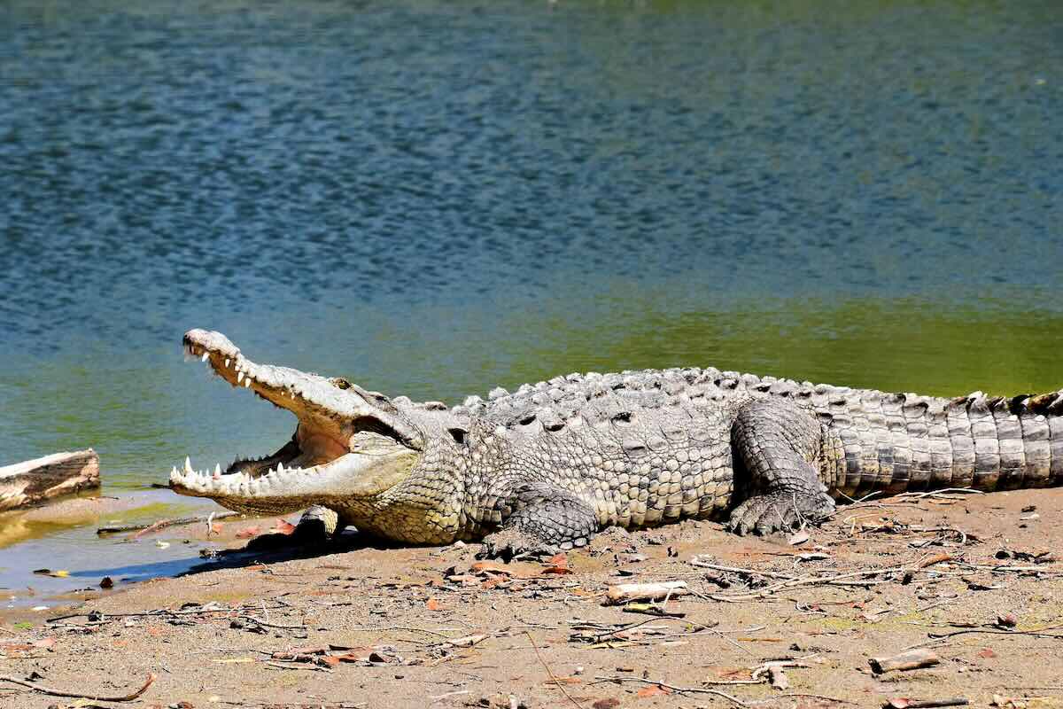 uomo-scomparso-ritrovato-ventre-coccodrillo