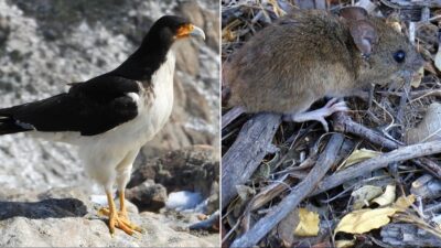 ushuaya hantavirus missione terra del fuoco