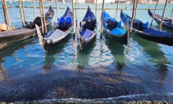 algae-scope-pfas-venezia