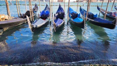 algae-scope-pfas-venezia