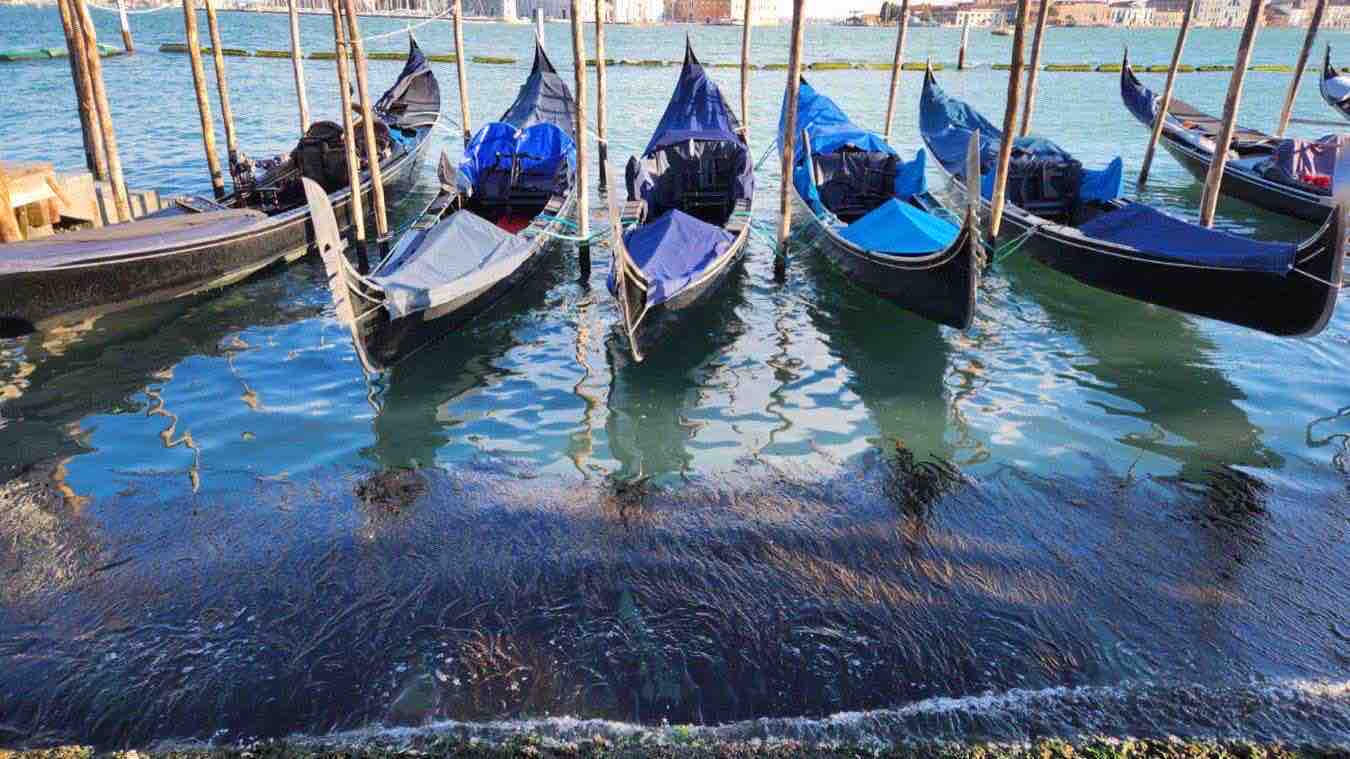 algae-scope-pfas-venezia