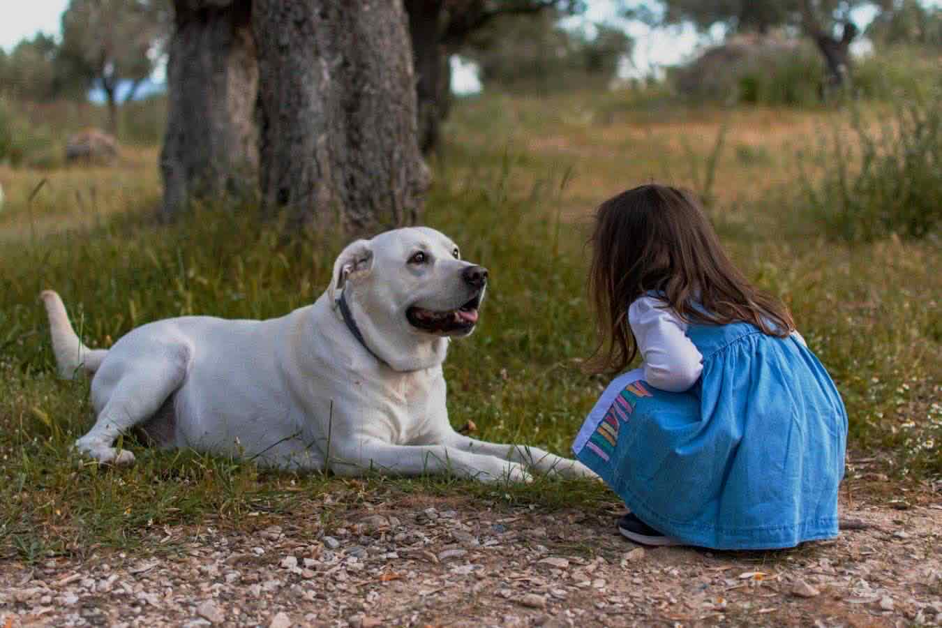 animali domestici