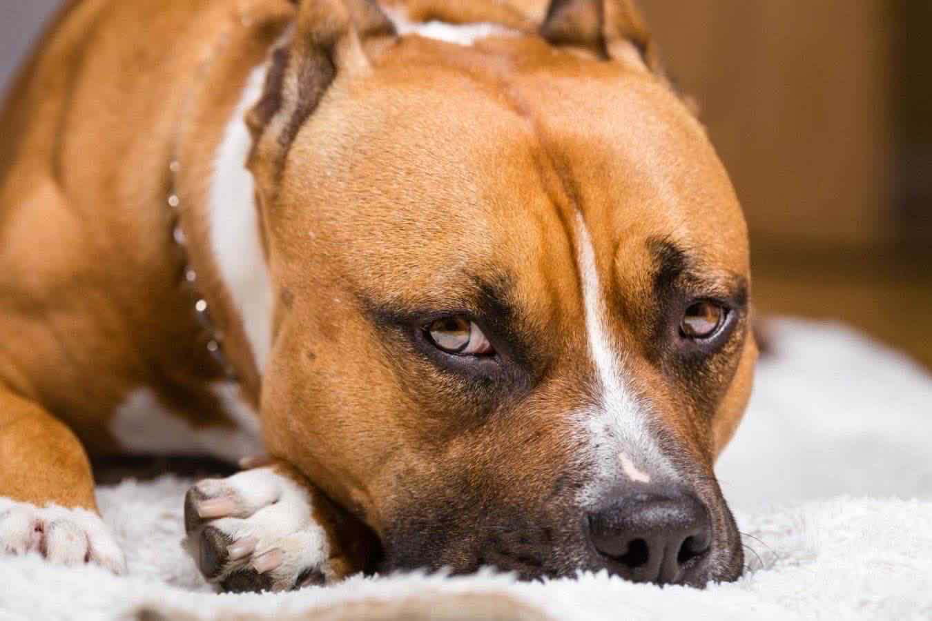 cani appello comune baricella
