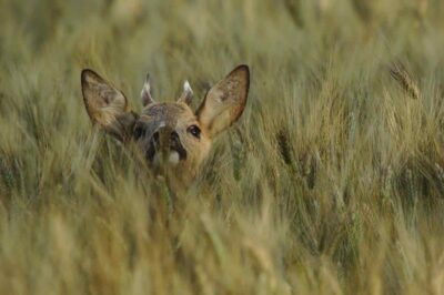 capriolo