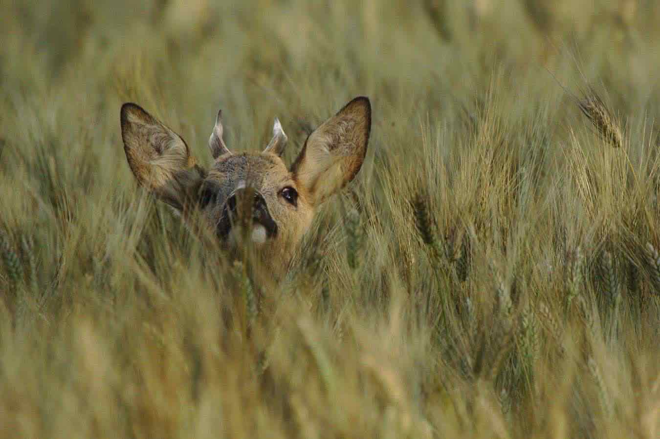 capriolo