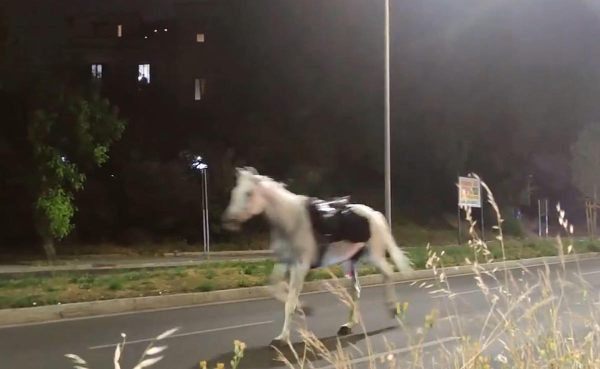fuga cavalli vigili