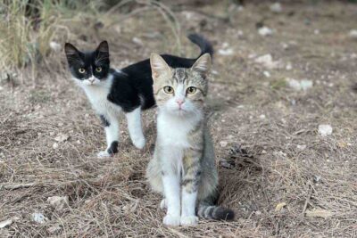 gatti