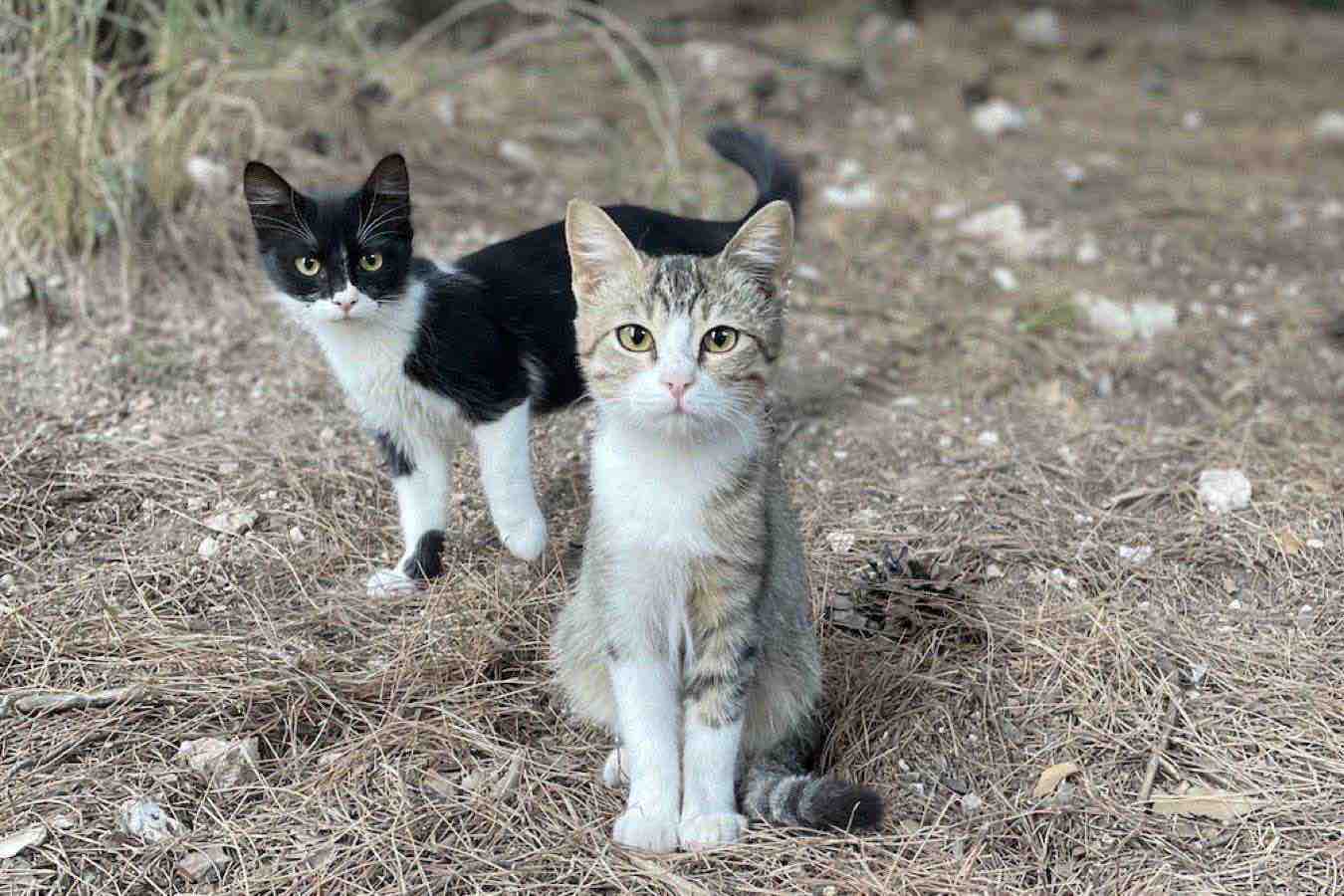 gatti