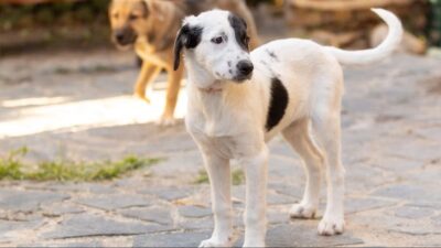 no vax contro vaccinazioni animali cane rabbia vittorio veneto