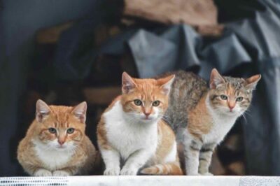 patentino_gatto