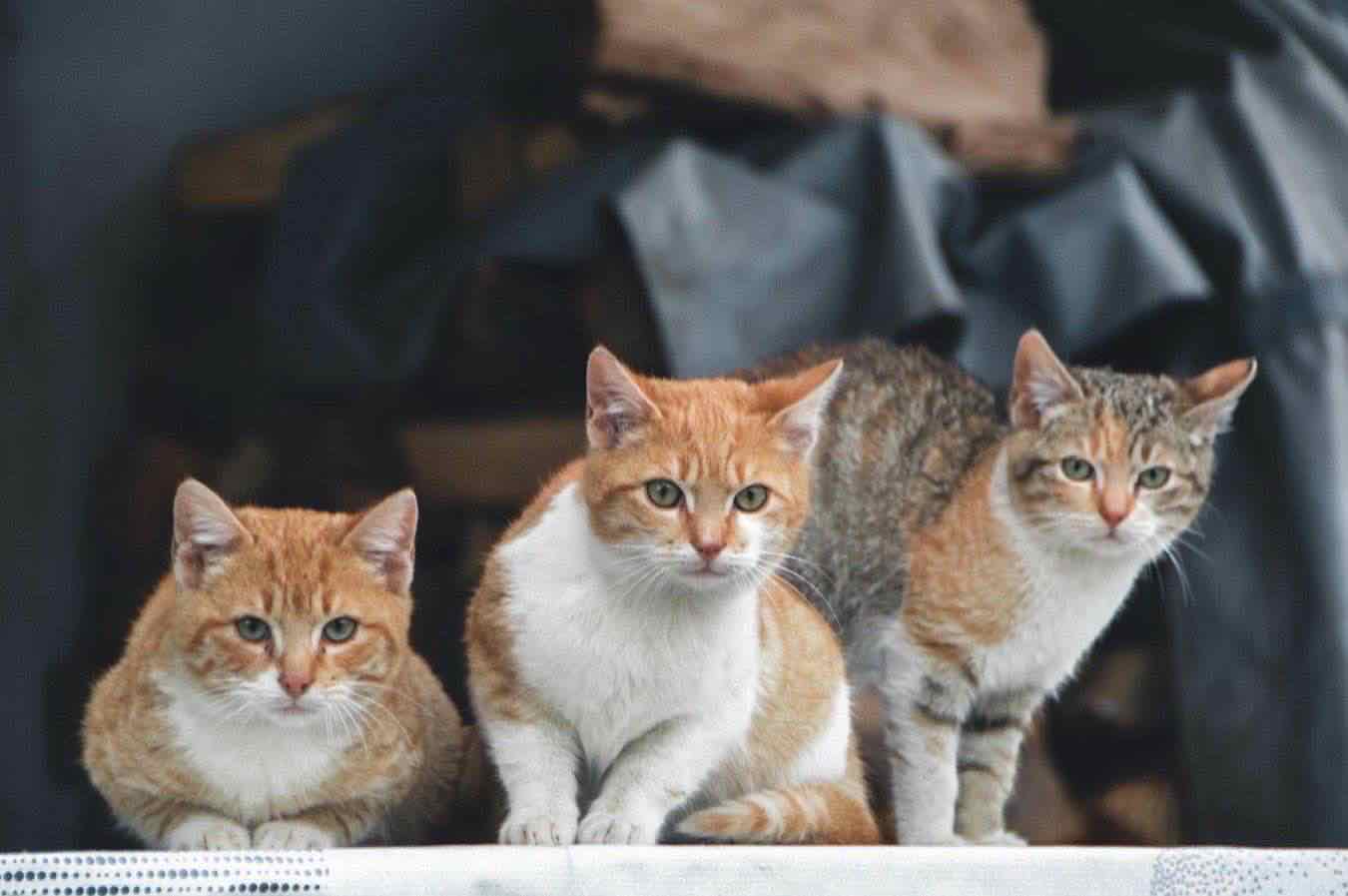 patentino_gatto