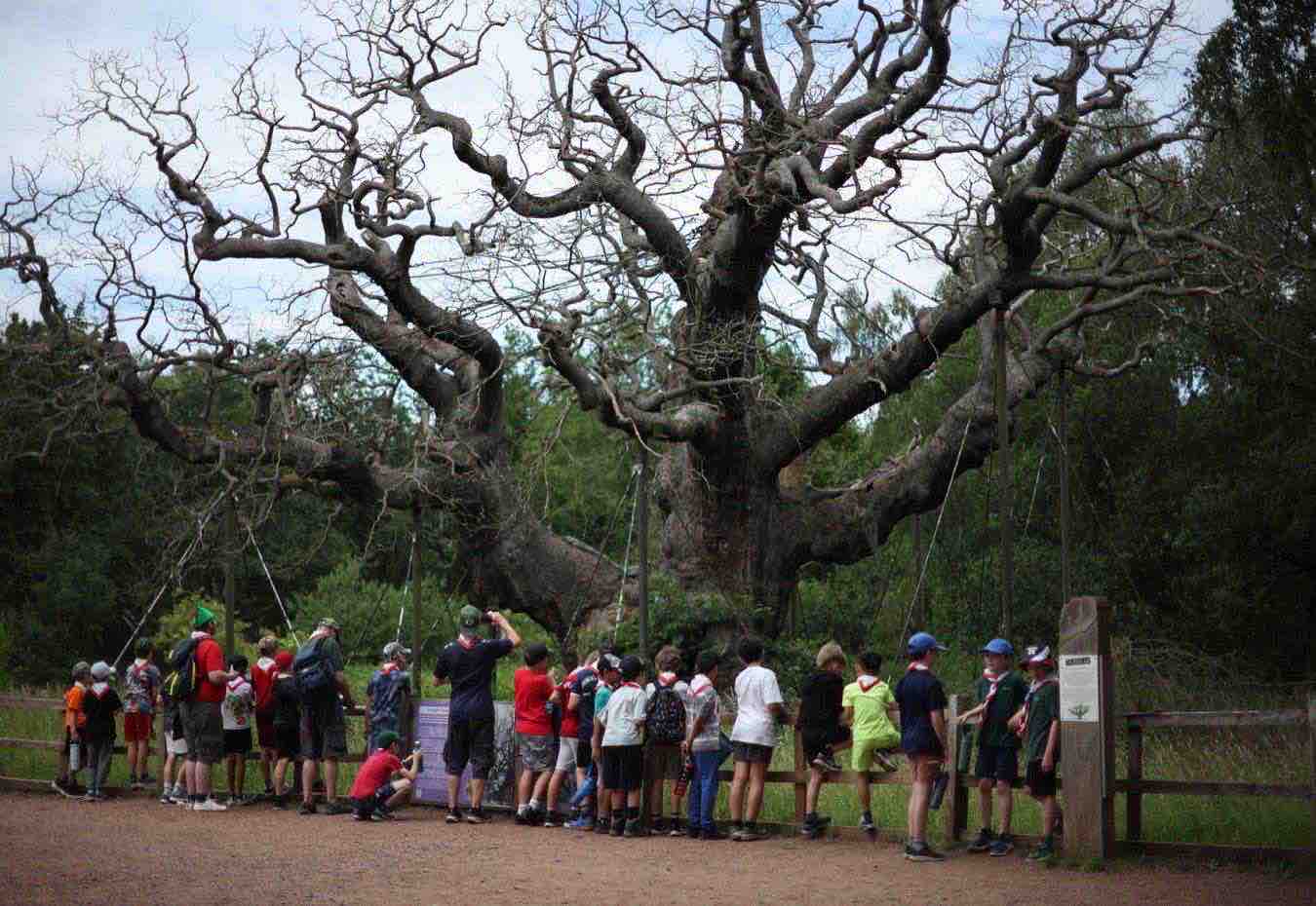 quercia-robin-hood-morta-turismo