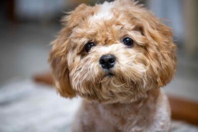 shihtzu