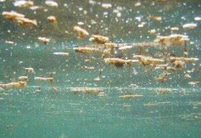 alga tossica mari italiani ostreopsis ovata