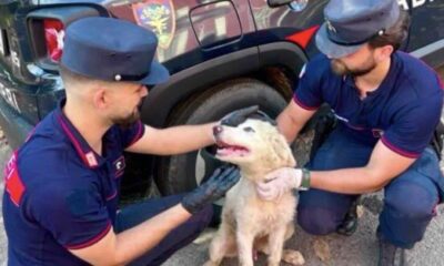 cane abbandonato in strada