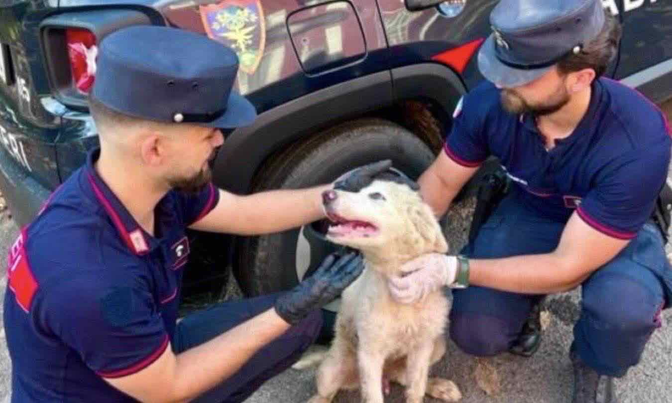cane abbandonato in strada
