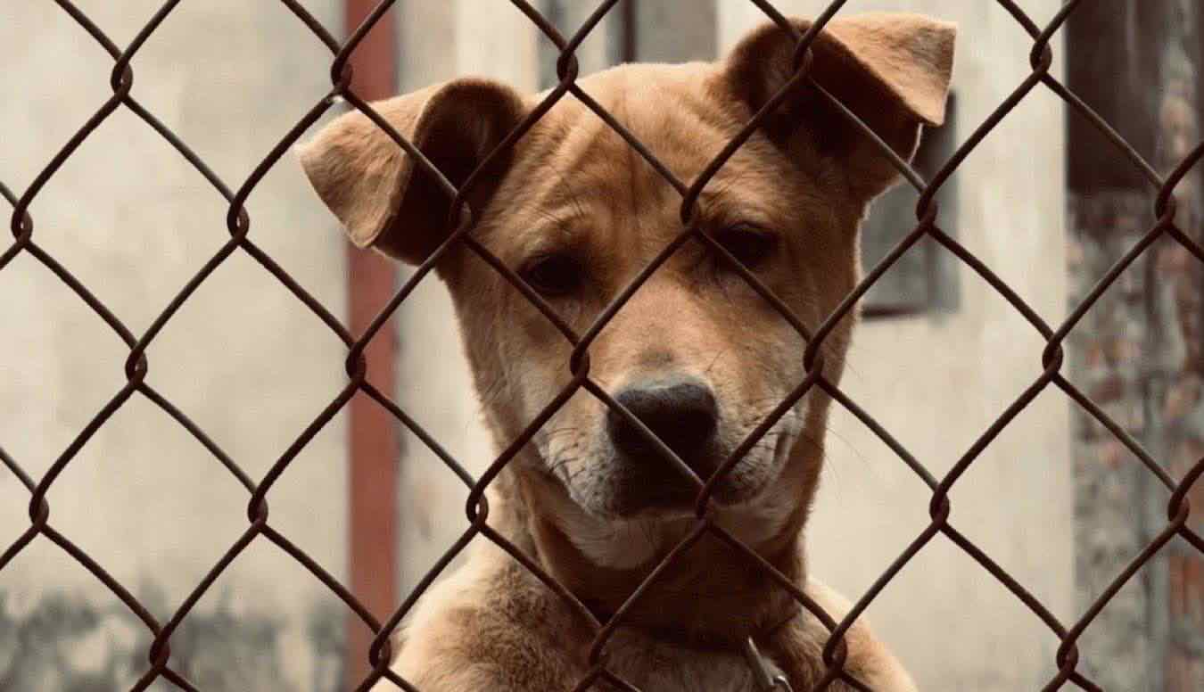 Un cane rinchiuso in canile