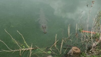 coccodrillo lago masiano pistoia