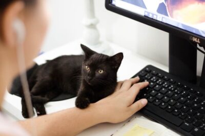 animali in ufficio