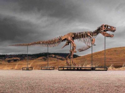 T-Rex Gus