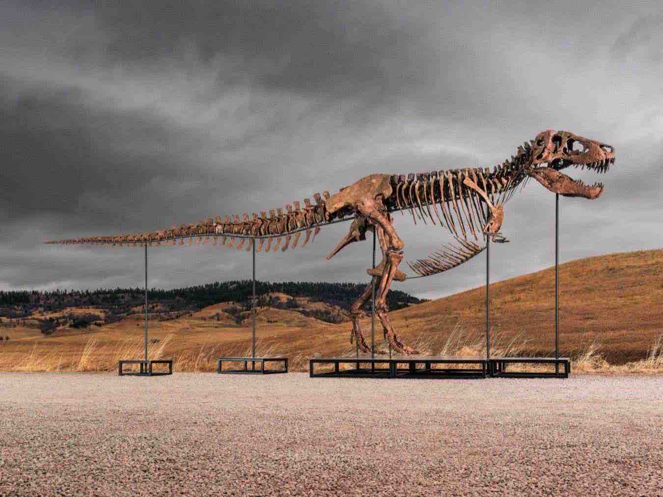 T-Rex Gus