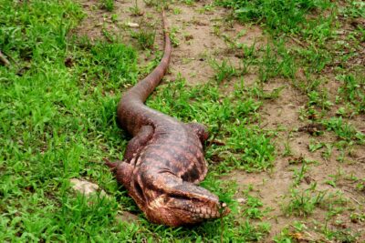 tegu argentino
