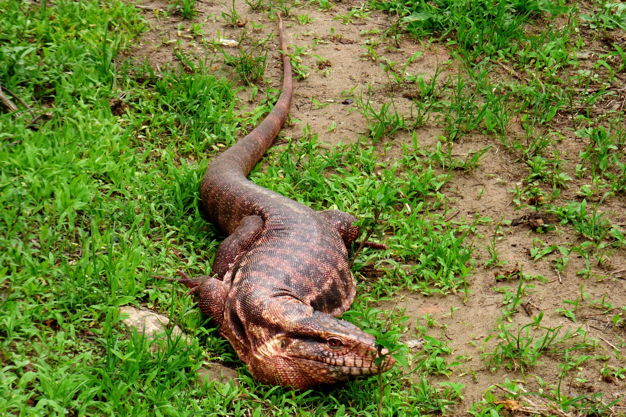 Immagine collegata al feed originale: Rettile gigante catturato nel modenese: si tratta di un raro Tegu argentino di un metro e mezzo