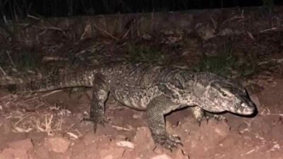 Varano avvistato a Montichiari