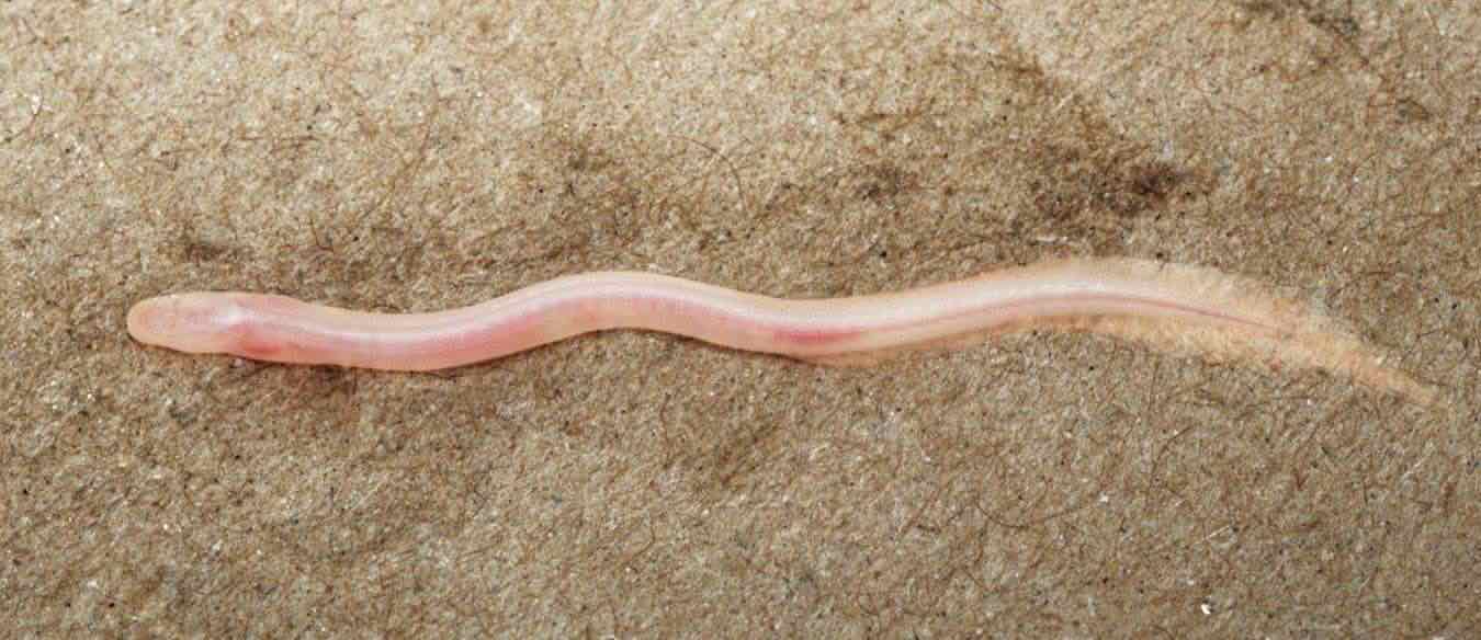 rara anguilla sotterranea