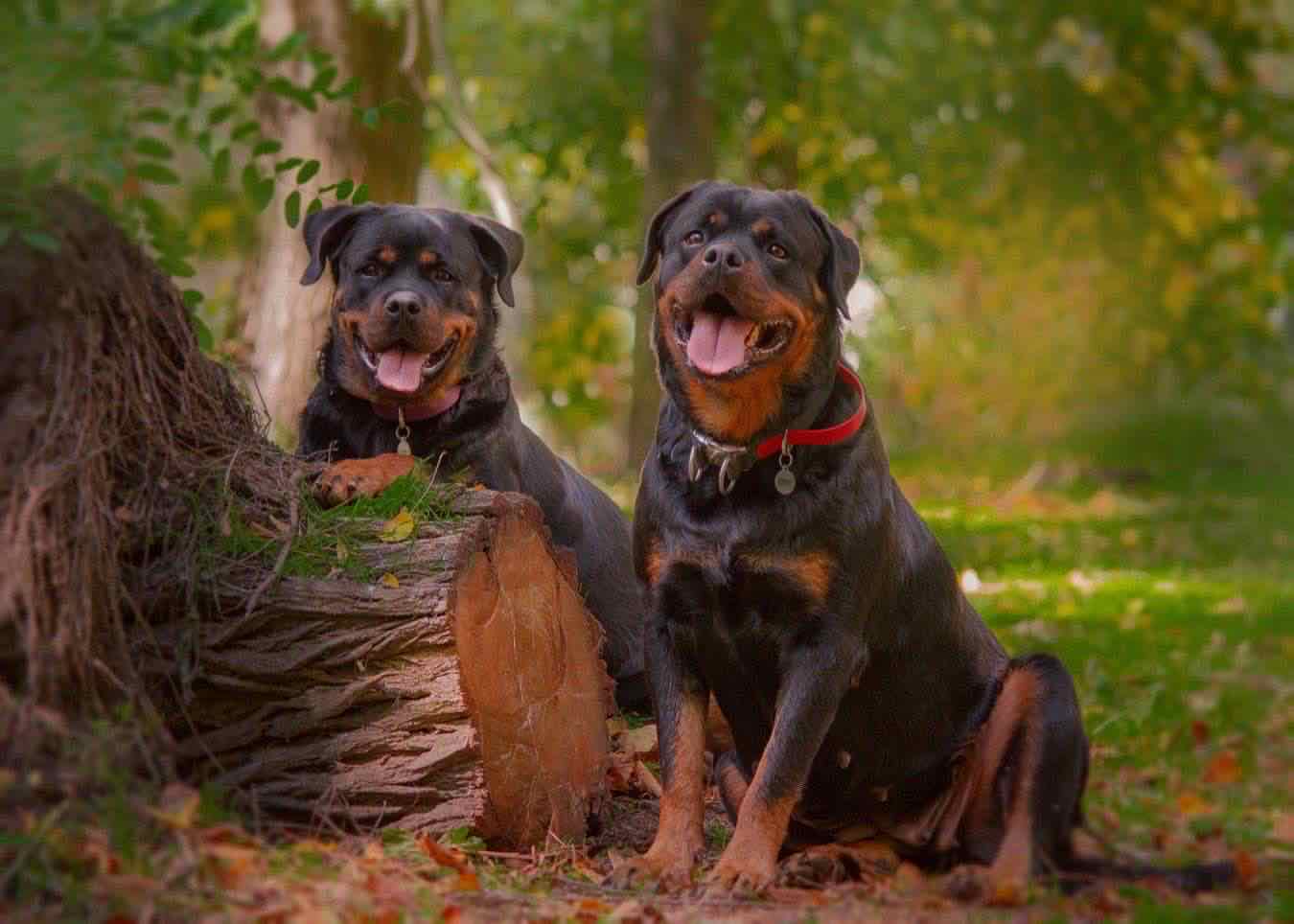 anziano-sbranato-rottweiler-salento